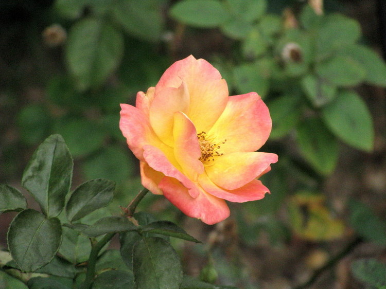 35512798s.jpg