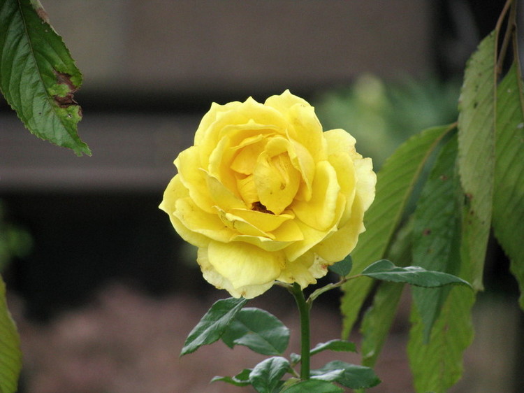 35512807s.jpg
