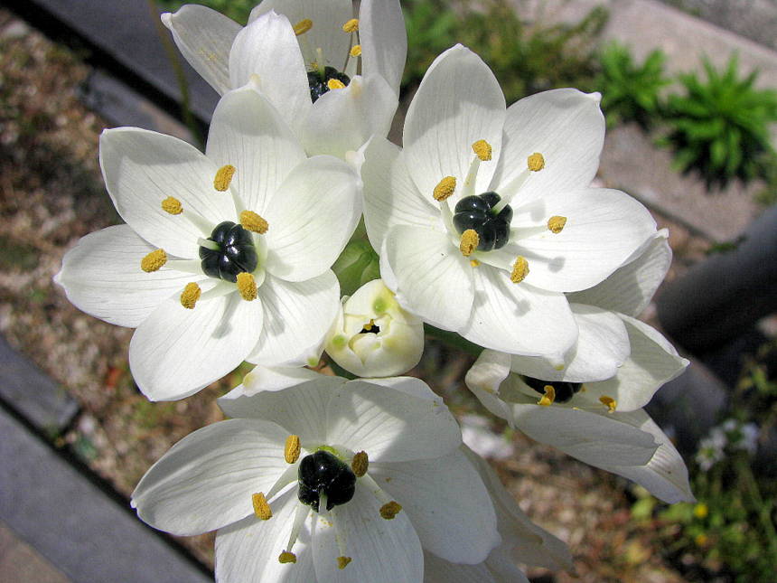 すべての美しい花の画像 上花弁6枚 白